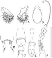 Image of Cryptamorpha sculptifrons Reitter 1889