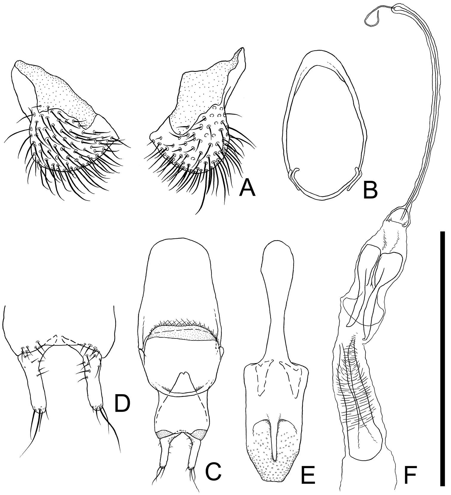 Image of Cryptamorpha sculptifrons Reitter 1889