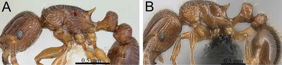 صورة Tetramorium plesiarum Bolton 1979