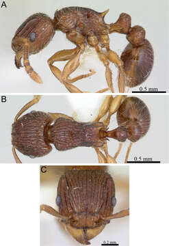 صورة Tetramorium plesiarum Bolton 1979