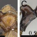 Image of Tetramorium camelliae Hita Garcia & Fisher