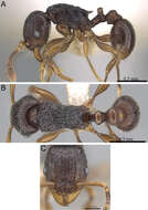 Image of Tetramorium camelliae Hita Garcia & Fisher