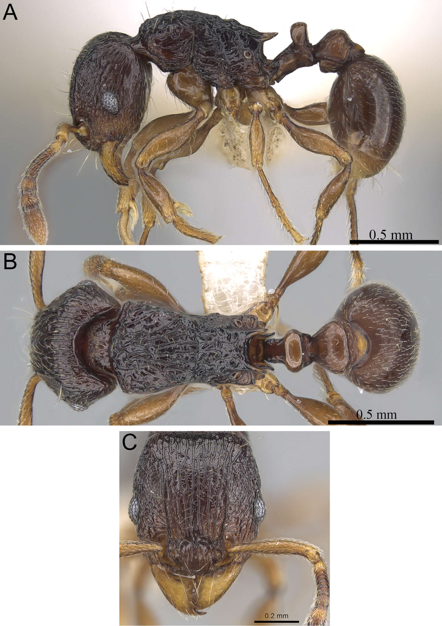 Image of Tetramorium camelliae Hita Garcia & Fisher