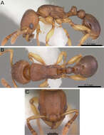 Image of Tetramorium