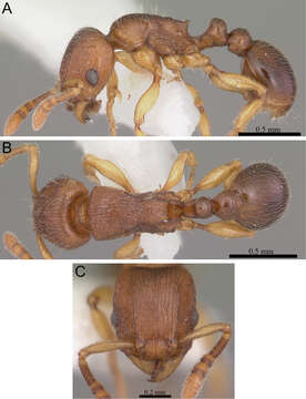 Image of Tetramorium