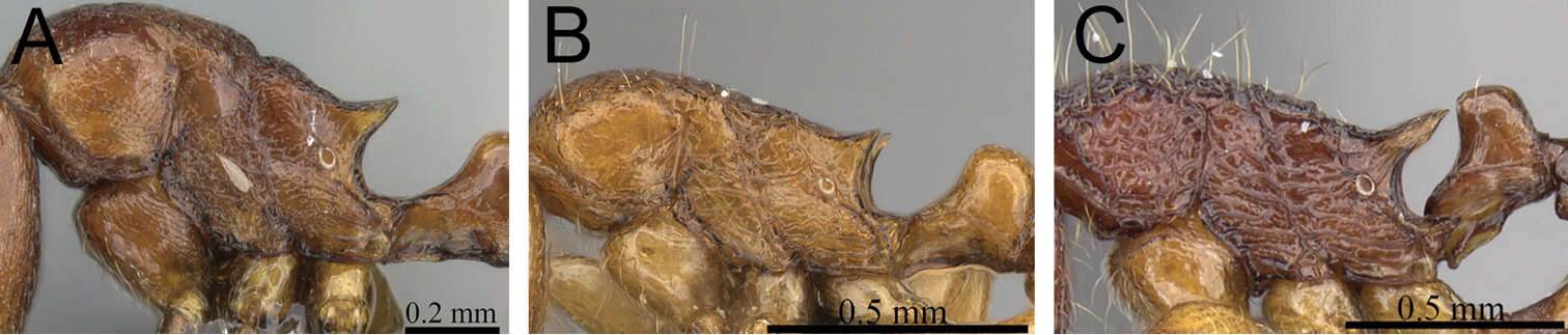 Image of Tetramorium freya Hita Garcia & Fisher