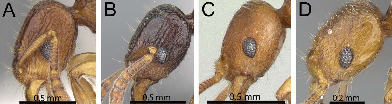 Image of Tetramorium karthala Hita Garcia & Fisher