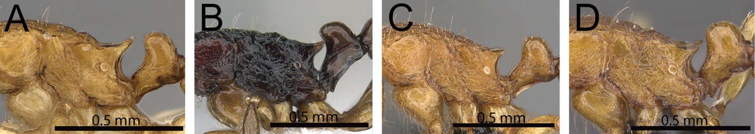 Image of Tetramorium karthala Hita Garcia & Fisher