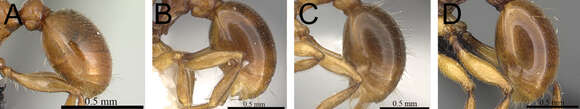 Image of Tetramorium proximum Bolton 1979