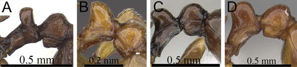 Image of Tetramorium proximum Bolton 1979