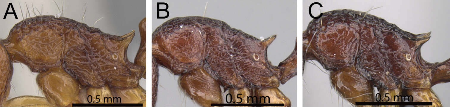 Image of Tetramorium proximum Bolton 1979