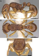 Image of Tetramorium proximum Bolton 1979