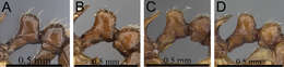 Sivun Formicoidea kuva