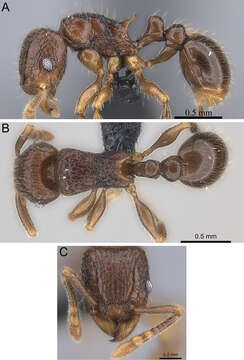 Image of Tetramoriini