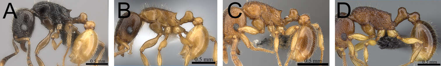 Image of Tetramorium merina Hita Garcia & Fisher