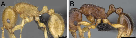 Image of Tetramorium merina Hita Garcia & Fisher