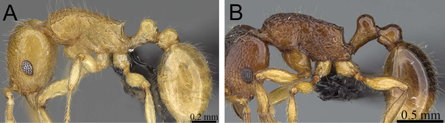 Image of Tetramorium merina Hita Garcia & Fisher