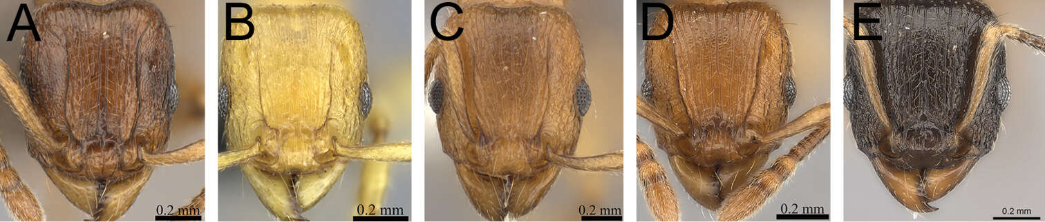 Image of Tetramorium