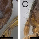 Image of Tetramorium scutum Hita Garcia & Fisher