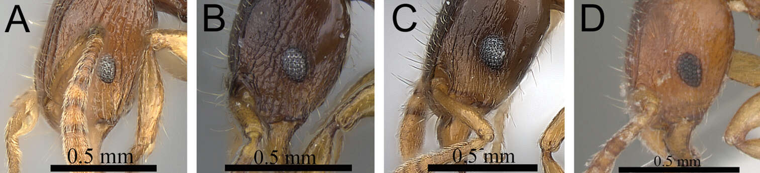 Image of Tetramorium sikorae Forel 1892