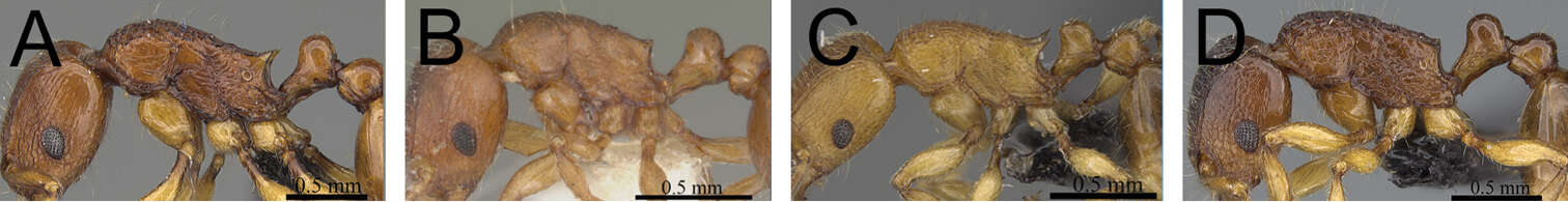 صورة Tetramorium sikorae Forel 1892