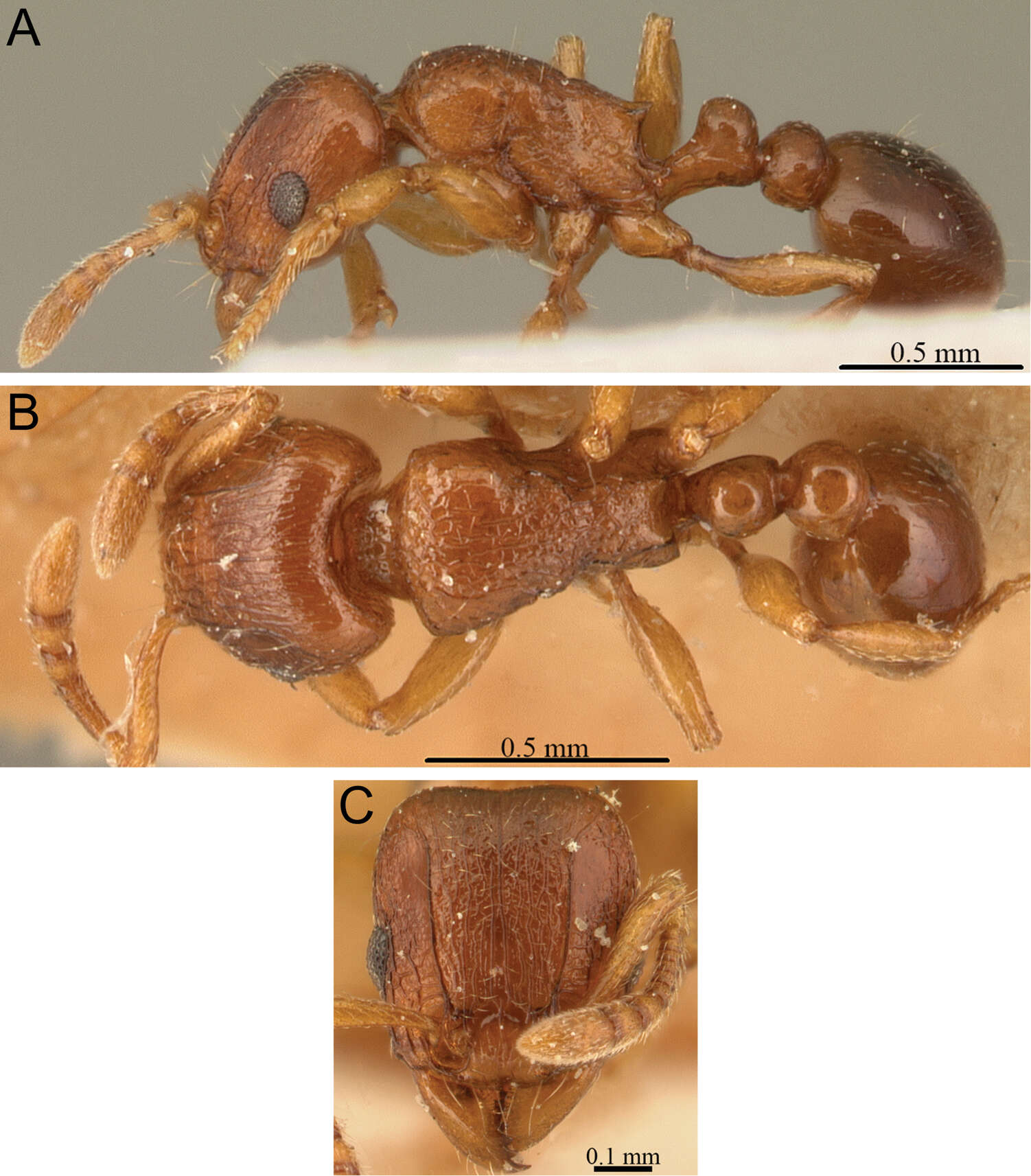 صورة Tetramorium sikorae Forel 1892