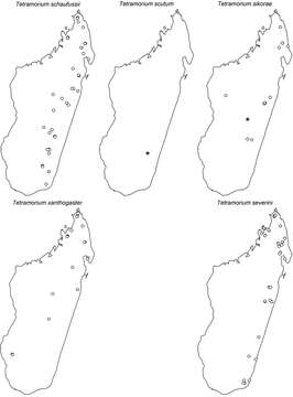 صورة Tetramorium xanthogaster Santschi 1911