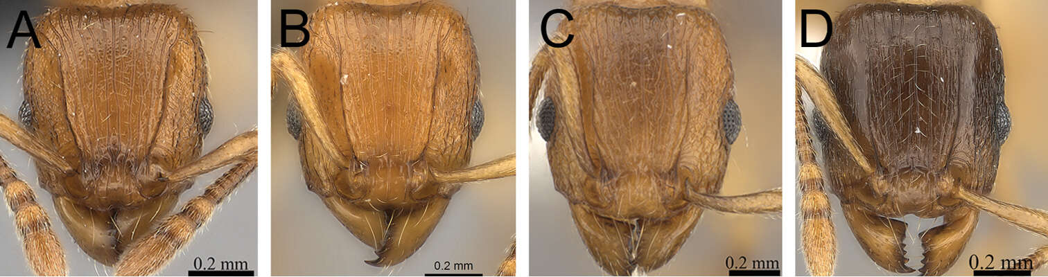 Image of Tetramorium xanthogaster Santschi 1911