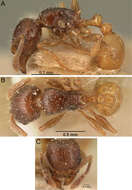 Image of Tetramorium xanthogaster Santschi 1911