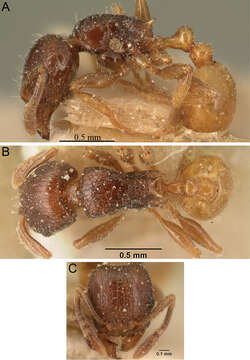 Image of Tetramorium xanthogaster Santschi 1911