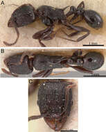 Image of Tetramorium severini (Emery 1895)