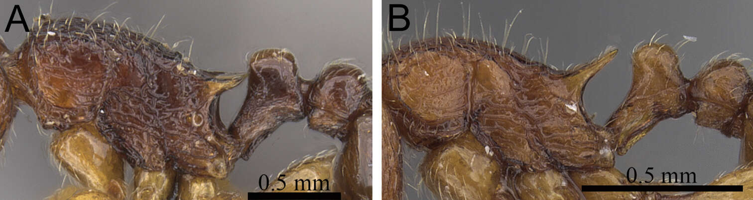 Image of Tetramorium naganum Bolton 1979