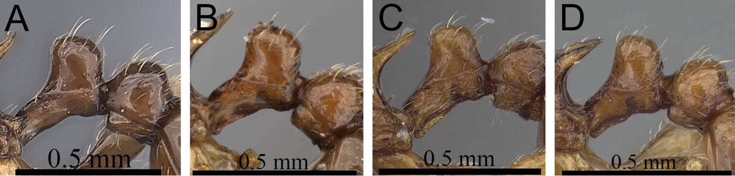 Image of Tetramorium naganum Bolton 1979