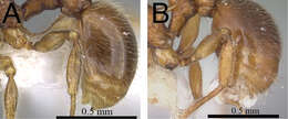 Image of Tetramorium naganum Bolton 1979