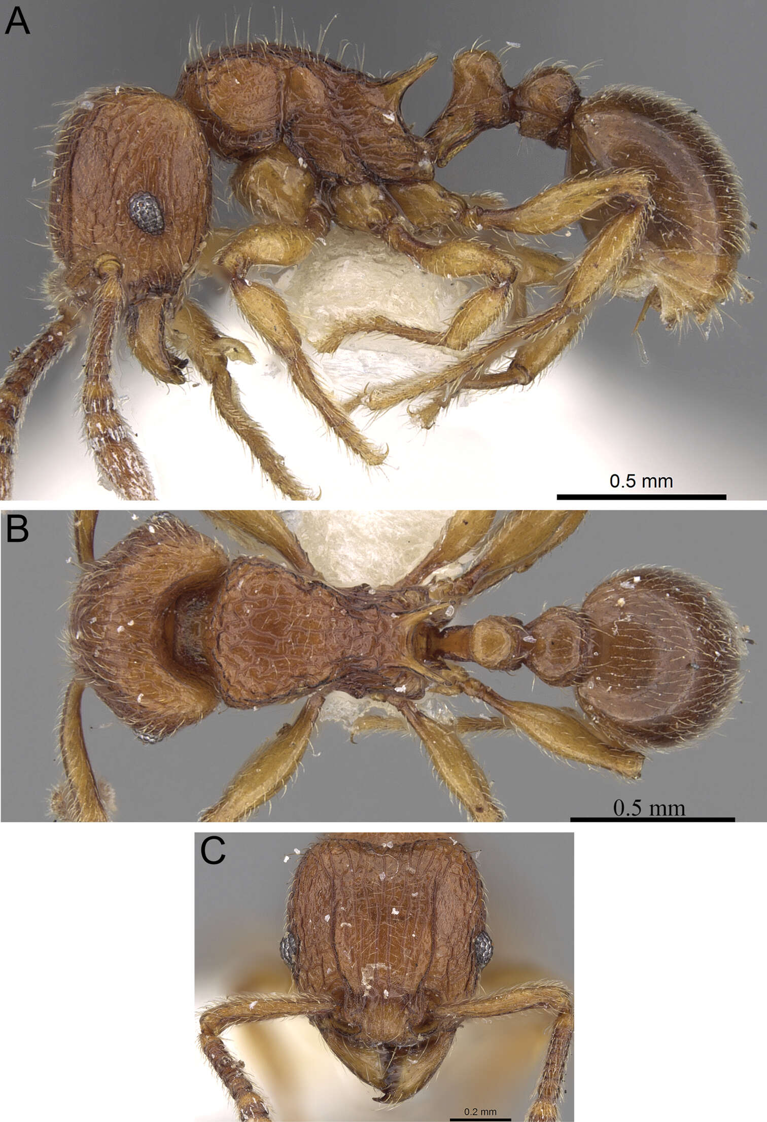 Image of Tetramorium naganum Bolton 1979