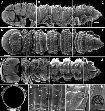 Image of Flat-backed Millipedes