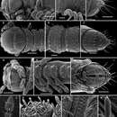 Image of Aporodesmella securiformis Golovatch, Geoffroy & Vanden Spiegel 2014