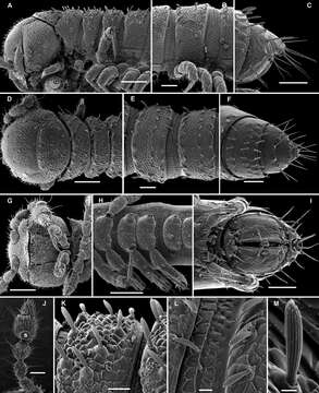 Image of Aporodesmella