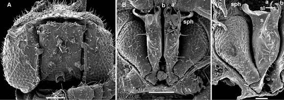 Image of Aporodesmella similis Golovatch, Geoffroy & Vanden Spiegel 2014