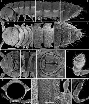 Image of Aporodesmella tergalis Golovatch, Geoffroy & Vanden Spiegel 2014