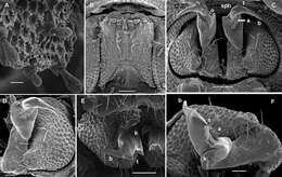 Image of Aporodesmella tergalis Golovatch, Geoffroy & Vanden Spiegel 2014