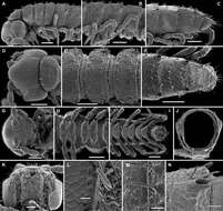 Image of Gonatodesmus