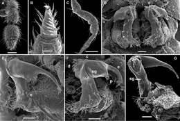 Image of Gonatodesmus