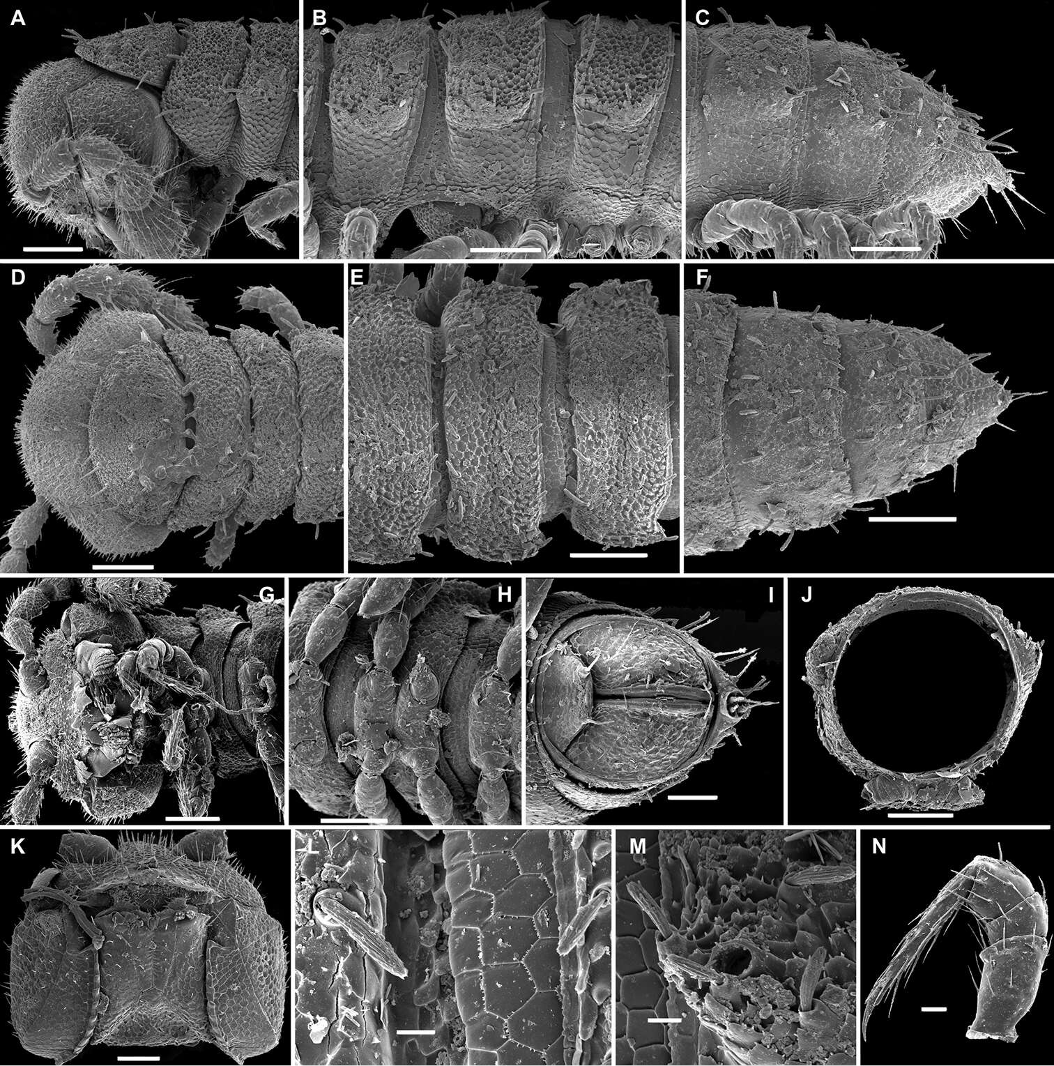 Image of Helicodesmus