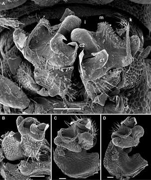 Image of Helicodesmus