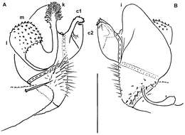 Image of Helicodesmus