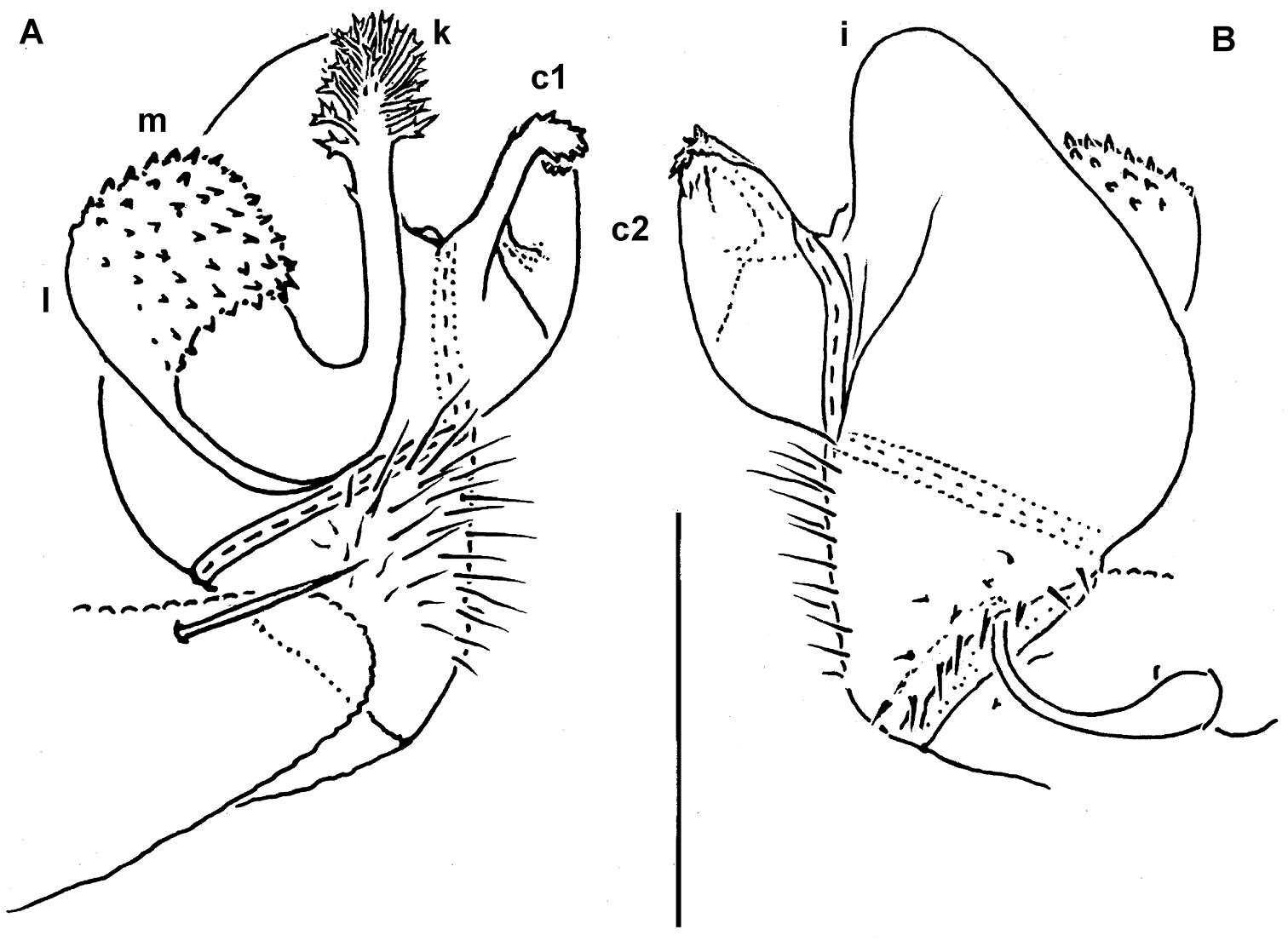 Image of Helicodesmus