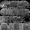 Image of Monstrodesmus flagellifer Golovatch, Geoffroy & Vanden Spiegel 2014