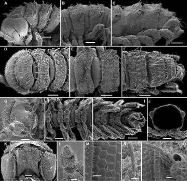 Image of Monstrodesmus