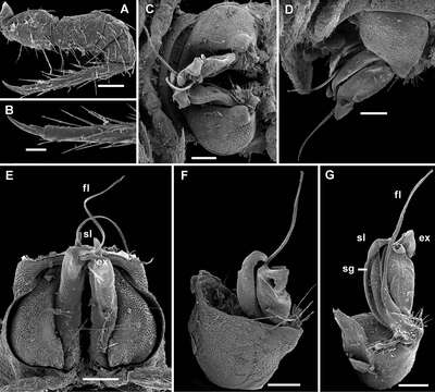 Image of Monstrodesmus